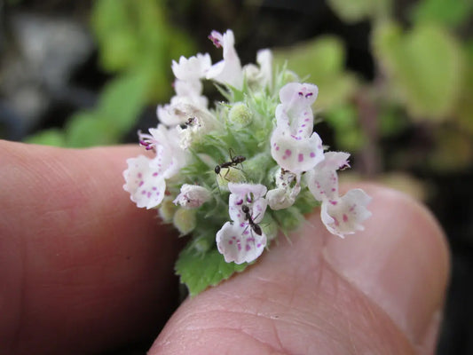 Is Catnip Addictive? And Other Myths Debunked