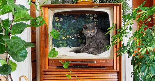 Thrifting for Cat Parents: Upcycled Cat Furniture Ideas