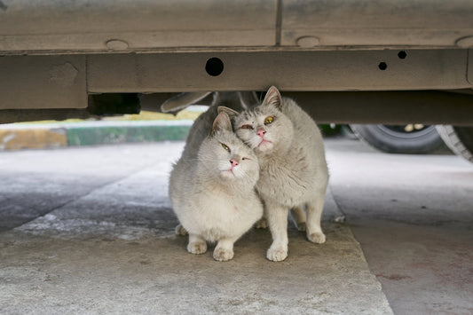 How to Use Catnip or Silvervine to Help Introduce Cats in a Multi-Cat Household