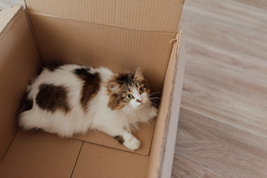 Why Do Cats Love Boxes So Much?