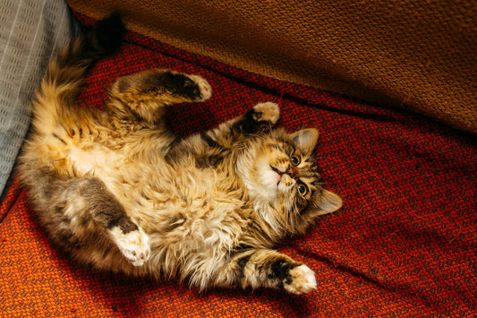 The 5 Types of Stoned Cats: Which One is Yours?