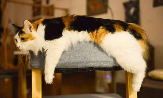 Why Won't My Cat Play? 5 Solutions to Rekindle Their Energy