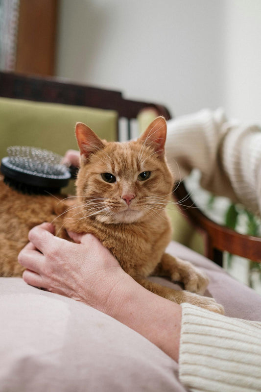 Should You Brush Your Cat Every Day?
