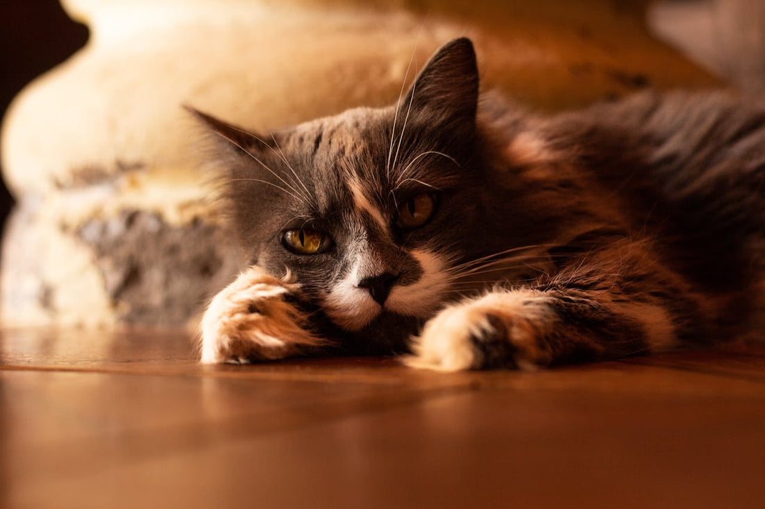 Why Doesn’t My Cat Like Catnip? 5 Reasons & What to Try Instead