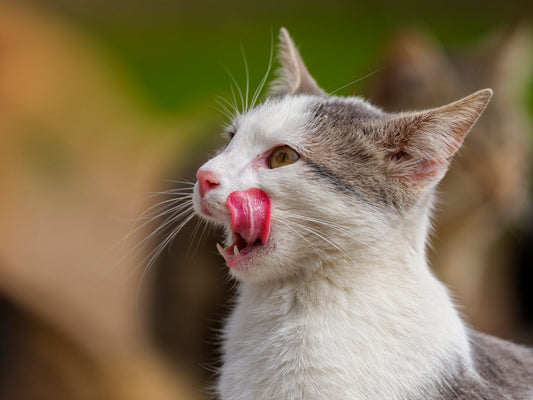 10 Weird Things Cats Do (and Why We Love Them Anyway)