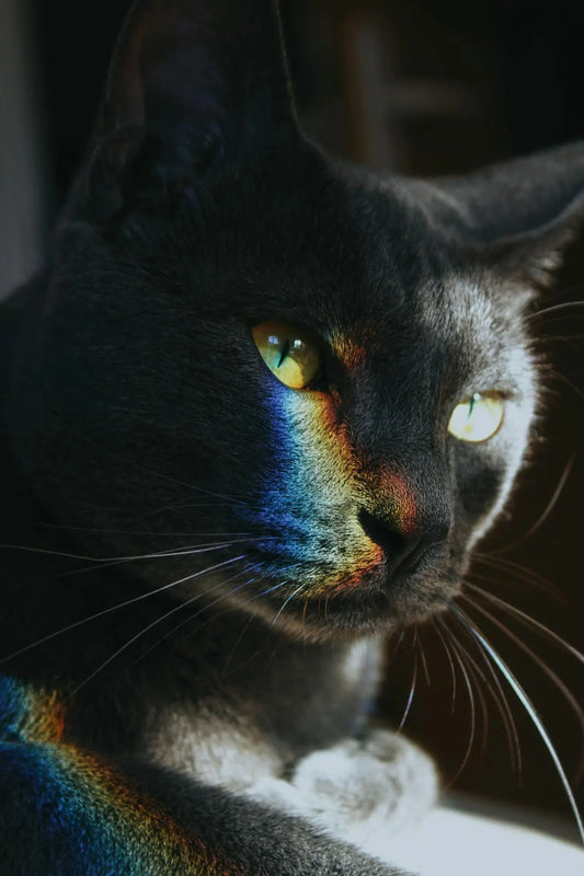 Color Psychology for Cats: How Decor Affects Behavior