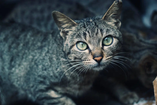 Catnip for Anxiety: Using Natural Herbs During Fireworks, Storms & Travel