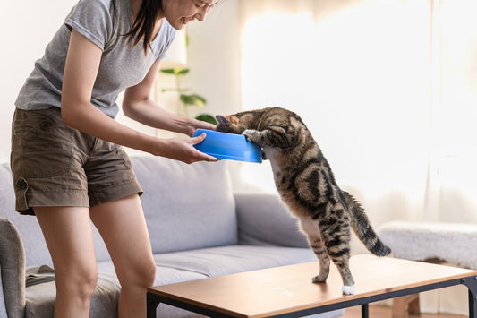 Can Cats Get the Munchies? What Happens When Your Cat Enjoys a Little Too Much Catnip?