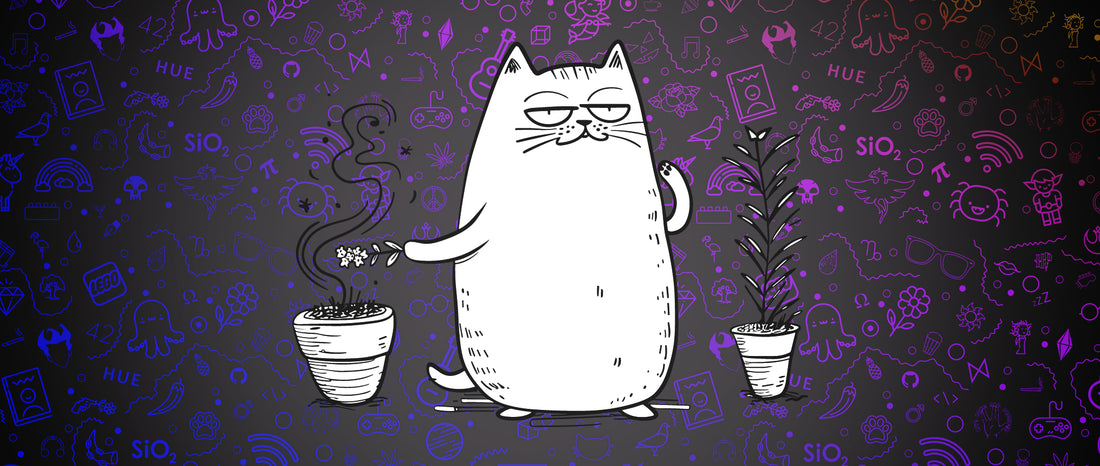 Why Cats Get High On Catnip