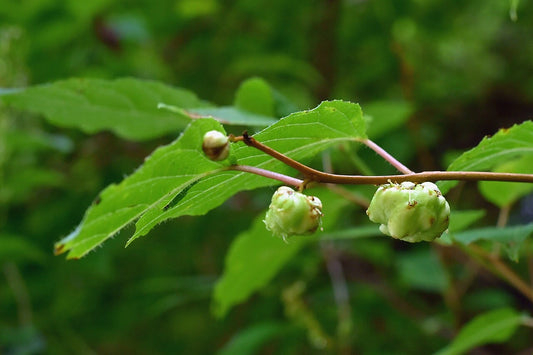Why Silvervine is a Sustainable Source: A Guide for Conscious Cat Owners