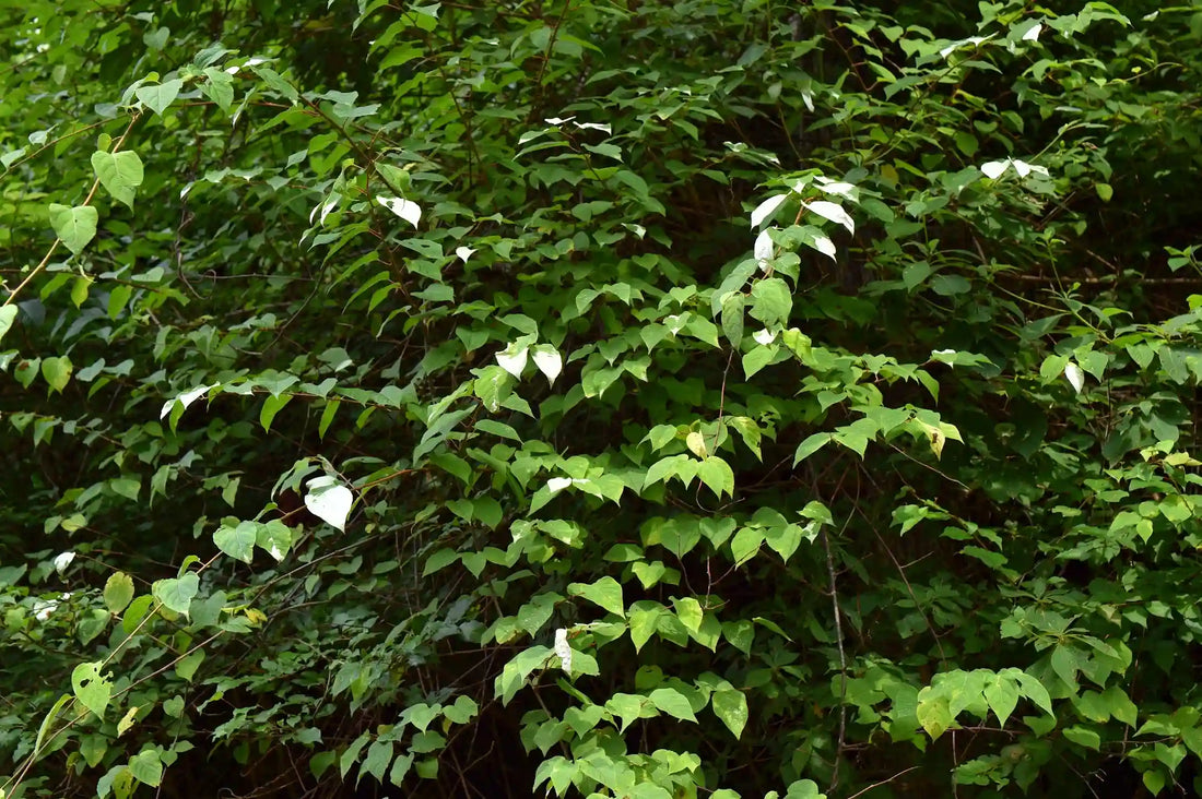 Origin of Silvervine (Matatabi): History and Japanese Roots