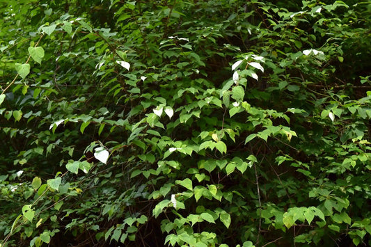 Origin of Silvervine (Matatabi): History and Japanese Roots