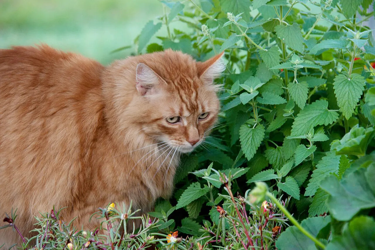 Why Do Some Cats Not React To Catnip The Science Behind Catnip Immuni Why Do Some Cats Not React To Catnip The Science Behind Catnip Immuni