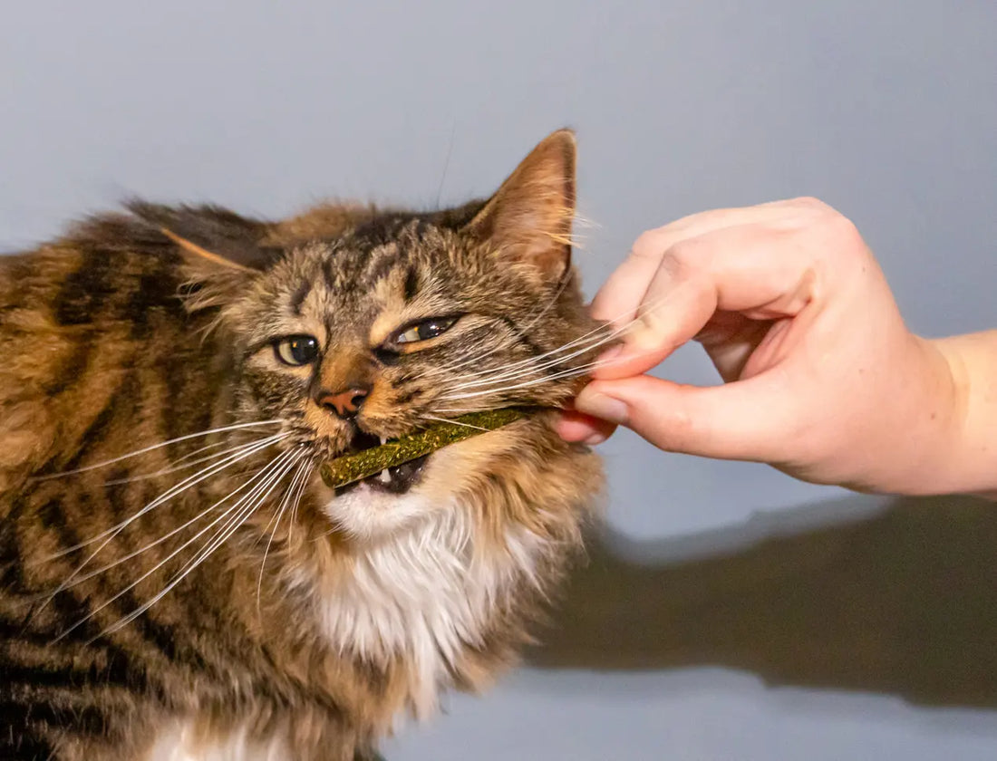 Can Cats Have Both Silvervine and Catnip? Vet-Approved Guidelines
