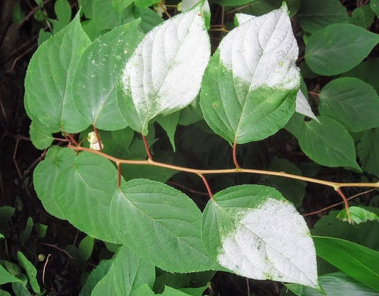 Silvervine Sticks vs. Powder: Which Is Better for Your Cat?