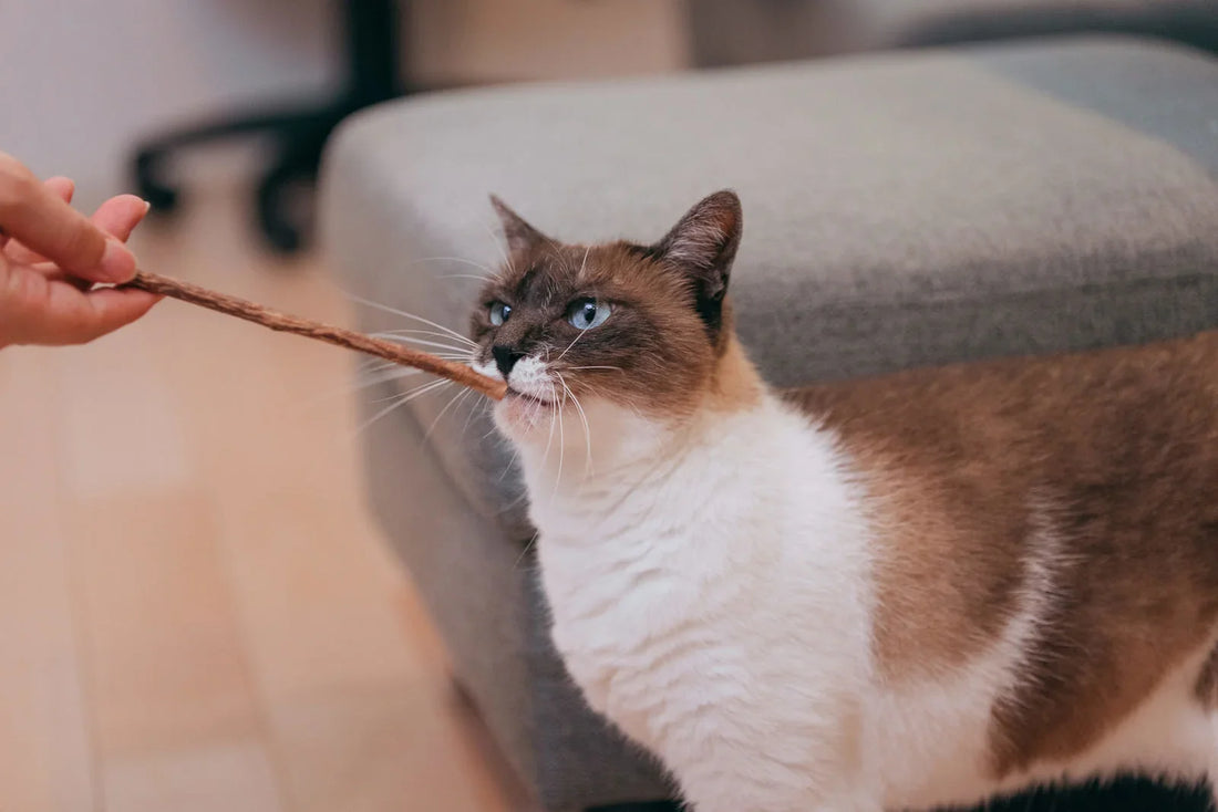 The New Cat Craze: Why Silvervine Is Replacing Catnip Everywhere