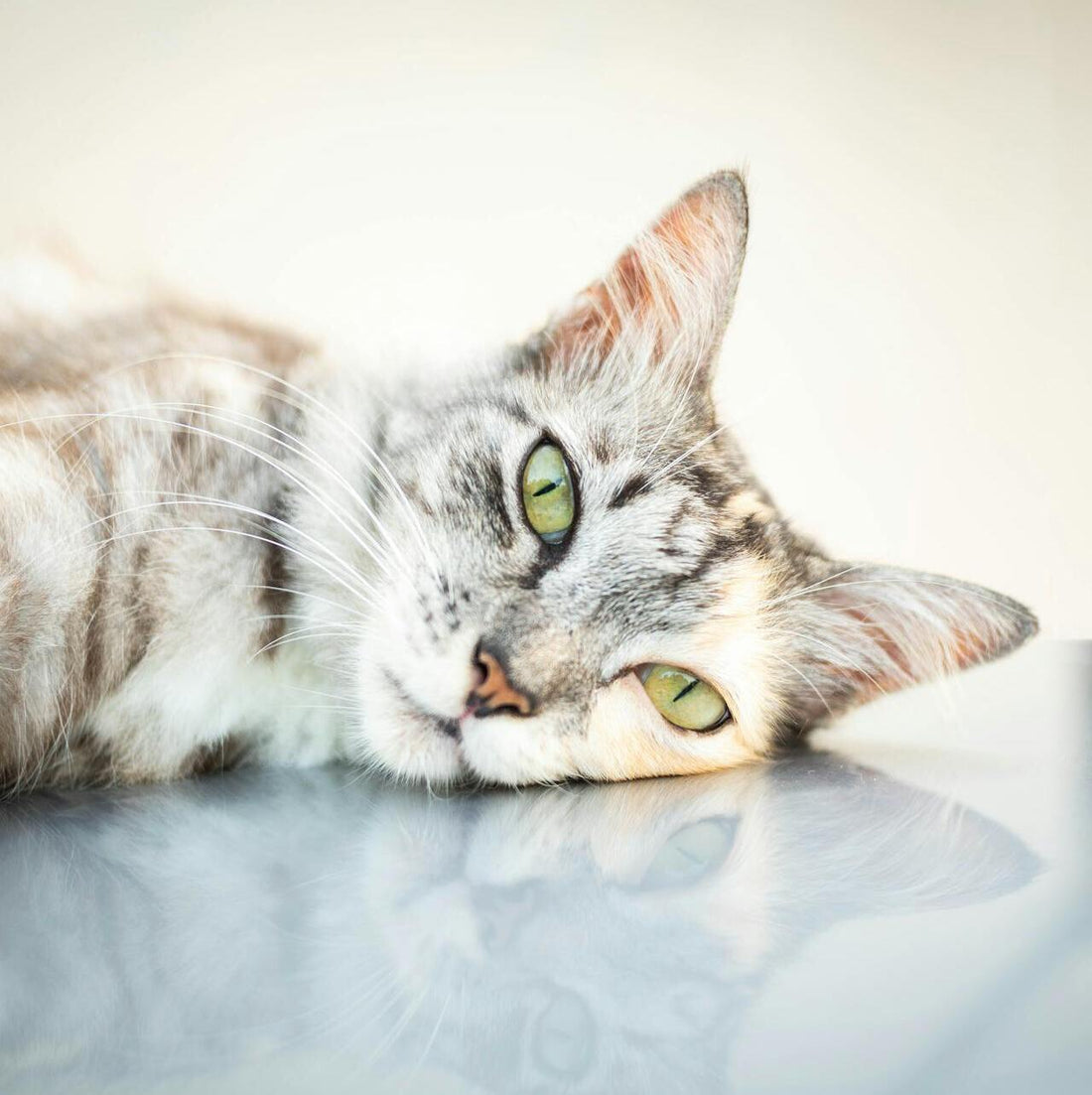 6 Signs Your Cat is Bored (And How Silvervine Can Help)