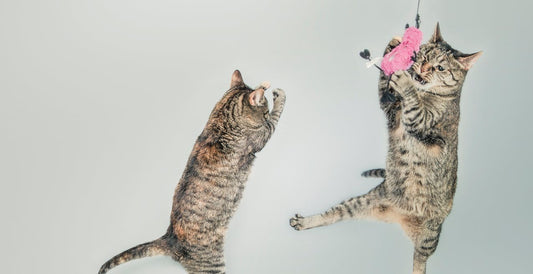 Indoor Cat Exercise: Creative Ways to Keep Your Pet Moving