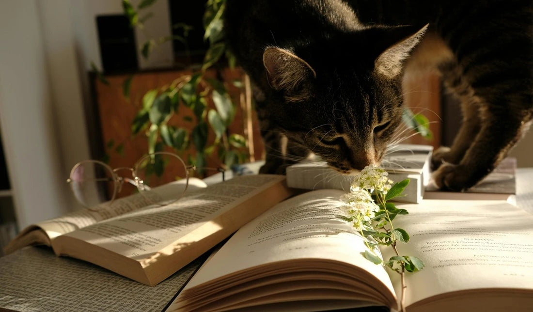 Your Cat is a Genius: The Power of Self-Selection with Healing Herbs