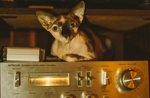 ASMR for Pets: Understanding Calming Sounds for Cats