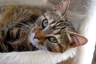 The Many Ways Cats Say 