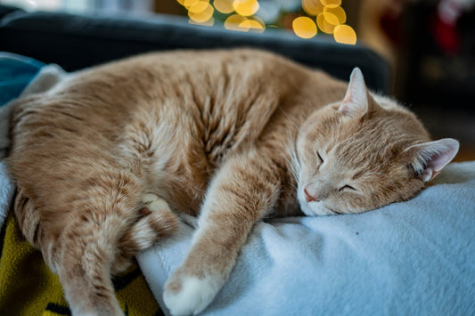 Using Catnip to Encourage Better Sleep Habits in Cats