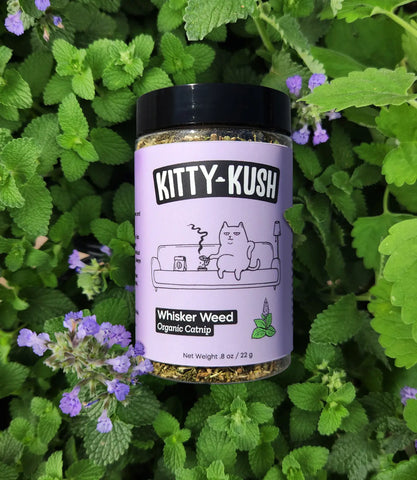 Catnip jar in catnip leaves