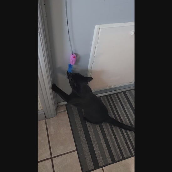 A black cat playing with the Kush Critter